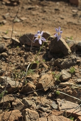 Leucocoryne appendiculata