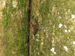 Pleioplectron hudsoni