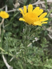 Anacyclus radiatus