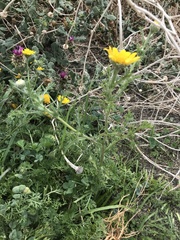 Anacyclus radiatus