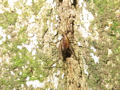 Pleioplectron hudsoni