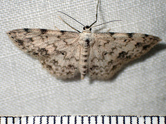 Scopula plantagenaria