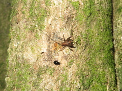 Pleioplectron hudsoni