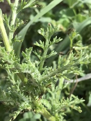 Anacyclus radiatus