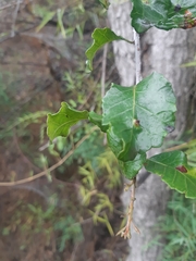 Schinus latifolia