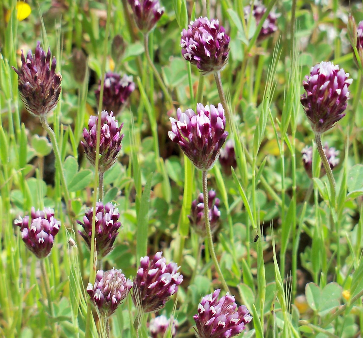 Trifolium dichotomum