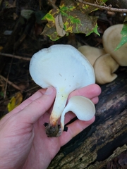 Polyporaceae