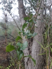 Schinus latifolia