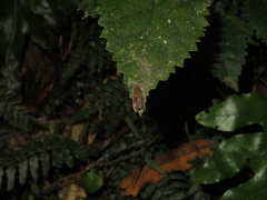 Cryptaspasma querula