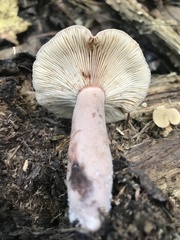 Lactarius imperceptus