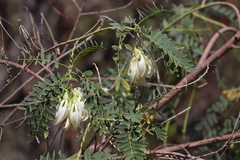 Sesbania formosa