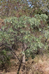 Sesbania formosa