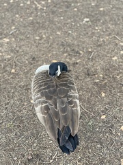 Branta canadensis
