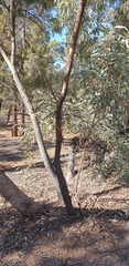 Eucalyptus intertexta