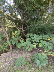 Vernicia fordii