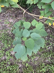 Vernicia fordii