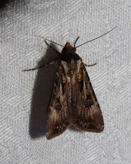 Agrotis munda