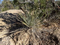Yucca baileyi