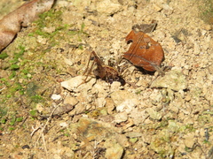 Pleioplectron hudsoni