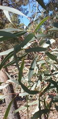 Eucalyptus intertexta