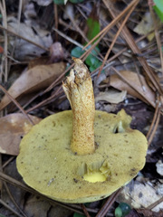 Suillus hirtellus