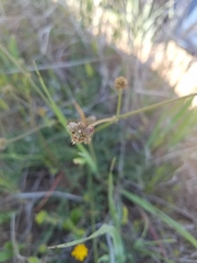 Sanicula bipinnatifida