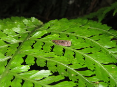 Cryptaspasma querula