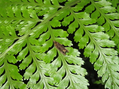 Cryptaspasma querula