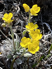 Physaria arctica