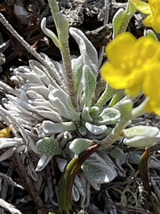Physaria arctica