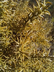 Ulex argenteus argenteus