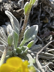 Physaria arctica