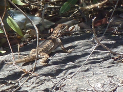 Tropidurus etheridgei