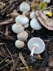 Agaricales