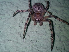 Larinioides ixobolus