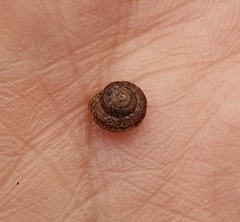 Microxeromagna lowei