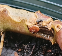 Microxeromagna lowei