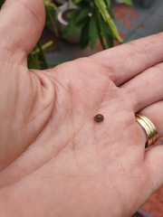 Microxeromagna lowei