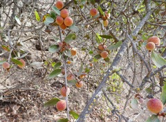 Disholcaspis canescens