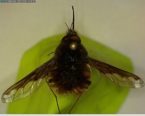 iNaturalist observation photo of Greater Bee Fly