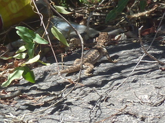 Tropidurus etheridgei