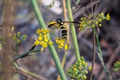 Xanthogramma marginale