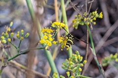 Xanthogramma marginale