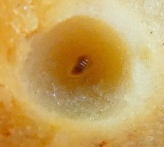 Disholcaspis canescens