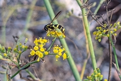 Xanthogramma marginale