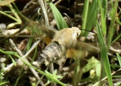 Proserpinus clarkiae