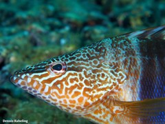 Serranus papilionaceus