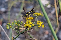 Xanthogramma marginale