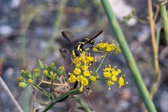 Xanthogramma marginale