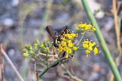 Xanthogramma marginale